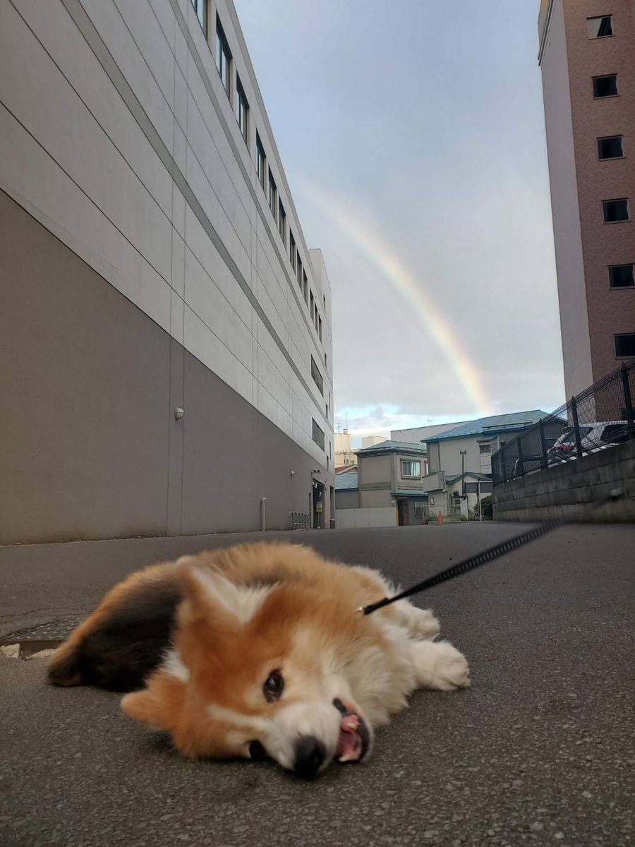 104ssk's tweet photo. 虹といっしょに撮りたい飼い主
vs
片時もおとなしくできない犬 https://t.co/efw9XZbUIb