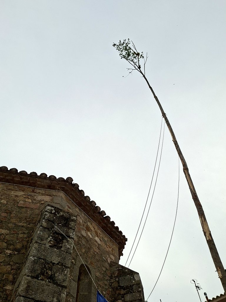 npini's tweet photo. Retrobar-me amb el Maig plantat és de les petites coses que em reconforten i et donen la perspectiva del temps. Si ho coneixes ho reconeixes i ho estimes. Això és tot. https://t.co/QzrP4hpsUB