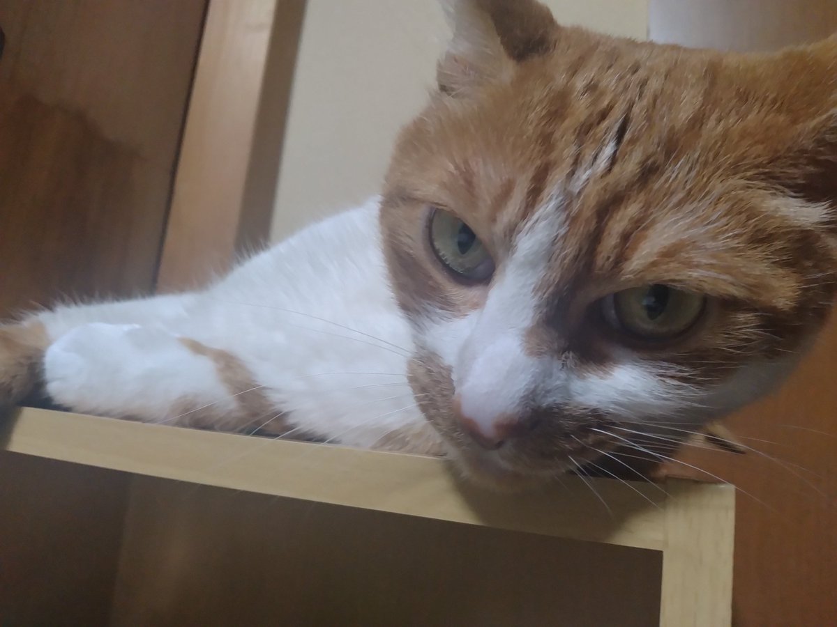 リアン・テンペスト🏴‍☠️ᗦ↞◃海賊VStreamer tweet media