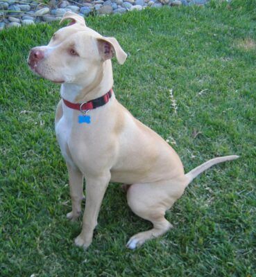 pawtitions's tweet photo. An emaciated pit bull mix was reportedly abandoned while tightly tethered to a porch railing without proper care. Demand prosecution in this alleged abandonment cruelty case.
https://t.co/lS2Se1vmy8 https://t.co/1uetcj5joT