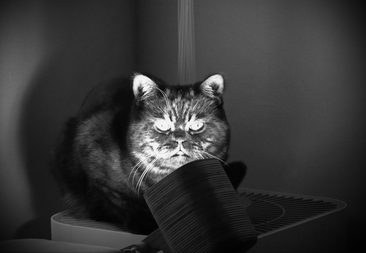 jackill_'s tweet photo. Погладь кота https://t.co/yyHWFgYCIB