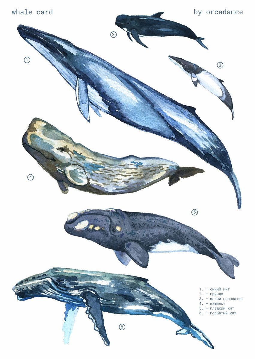 orca_dance's tweet photo. 🩵🫍

#watercolor #whale #dolphin #animal https://t.co/cbtR5Axc5M