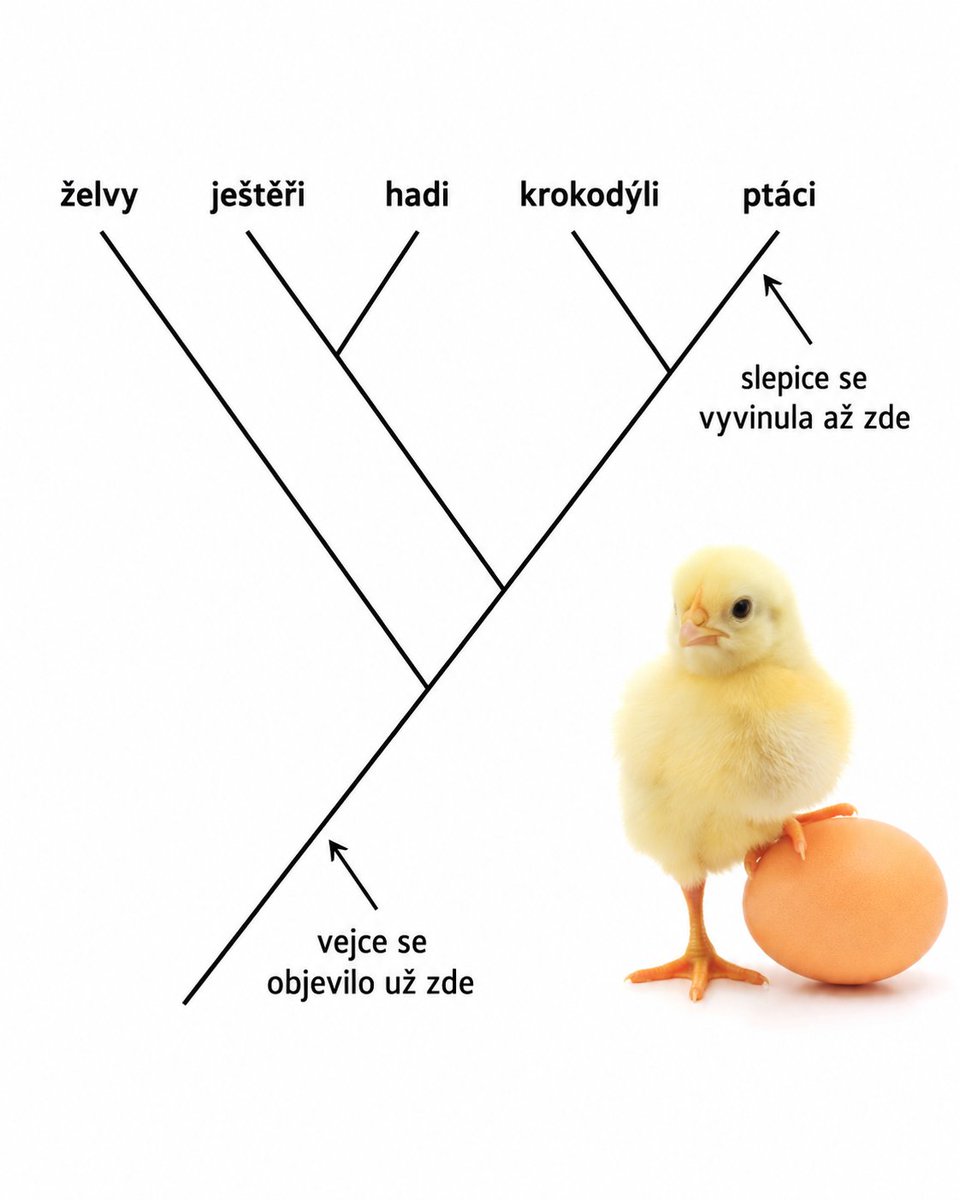 Vedator5's tweet photo. 🥚 Colossal Biosciences (údajně) vyrobil UMĚLÉ VEJCE... 

Firma snažící se o de-extinkci mamuta a dalších biočichů tvrdí, že vyvinula umělou skořápku pro vývoj ptačích embryí. 🎞️

Víc hír ► https://t.co/Moz9eEdaD8 (link na kanál v bio) 📺

#biotech #veda https://t.co/0d6YEggpFC