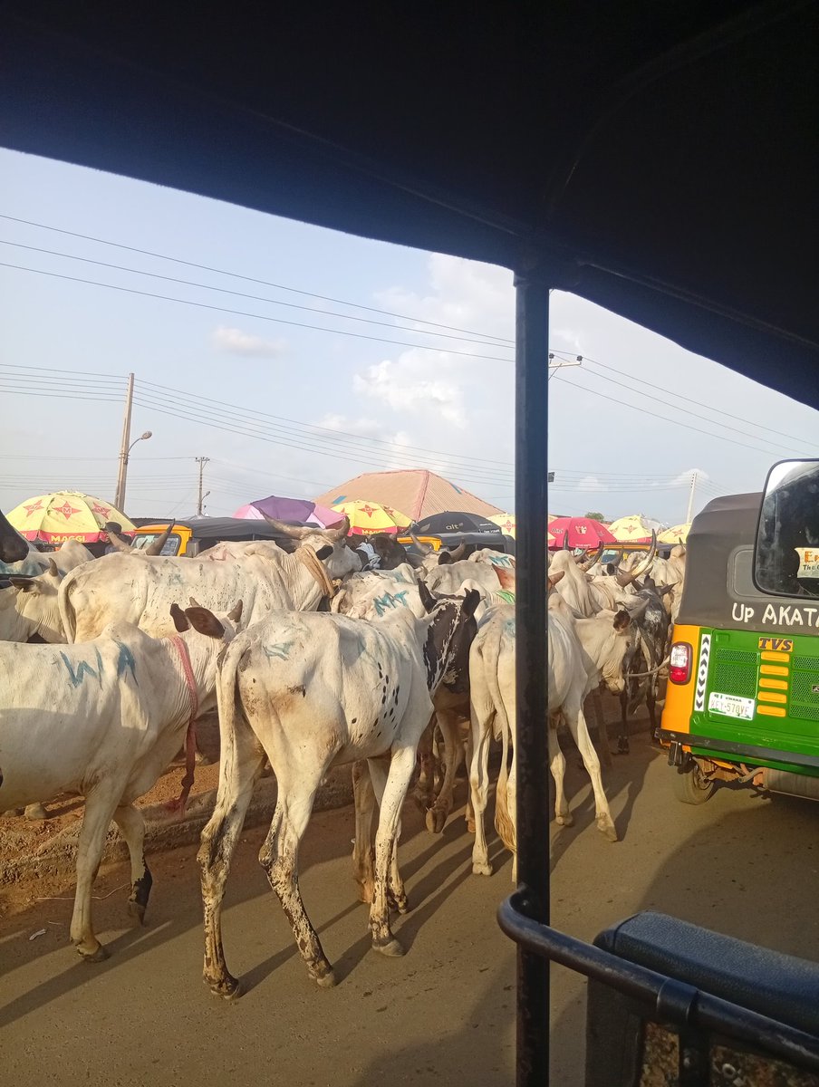bolarank's tweet photo. I have been thinking about, and writing about, what if cows have a say in this country? https://t.co/z3SXtdCl2r