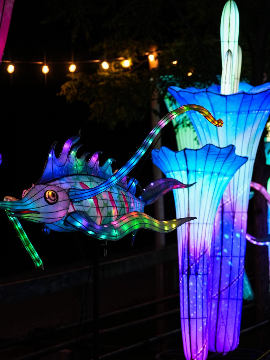 LouisvilleZoo's tweet photo. Journey with us under the sea (no scuba gear required)! 🌊🐙✨
The Magical Ocean realm at Wild Lights transforms the Zoo into an illuminated underwater dream, filled with vibrant, larger‑than‑life lanterns. Get tickets now at https://t.co/FWZng8Arzv

Special thanks to our sponsor, Ford Motor Company, for helping us bring the magic of Wild Lights to the Zoo!