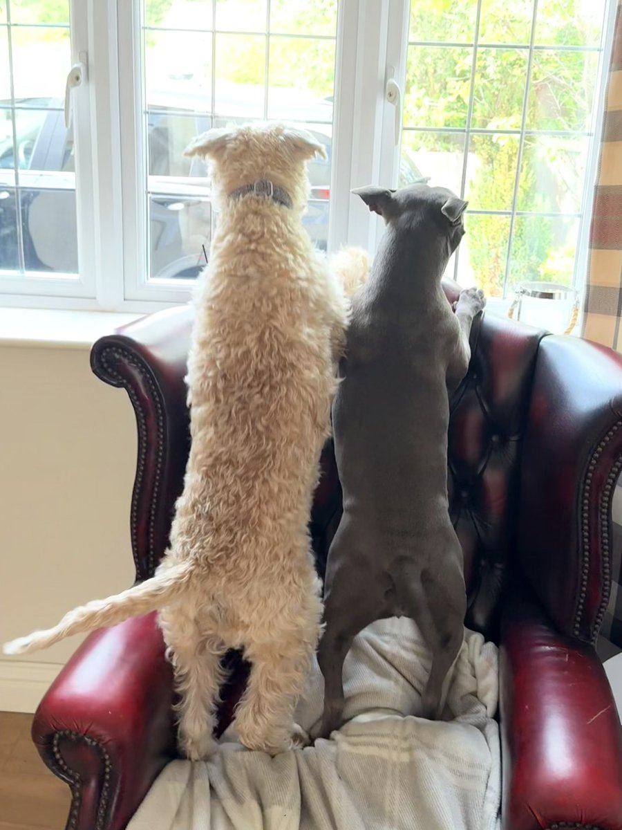 IsaMary2021's tweet photo. Breaking news: There’s a pussy cat outside!! 😻❤️
#IsaMary #CuteDogs #DetectiveDogs https://t.co/0CNUNg7xz0