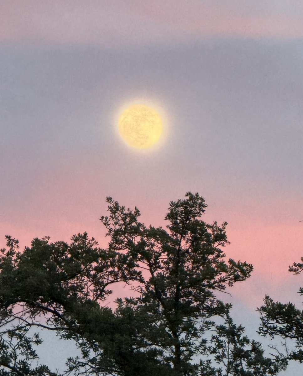 kunmuth's tweet photo. An almost full moon over Dallas last night, in the waxing gibbous phase. 
The full moon 🌕 will be on Sunday night. 

I like the color layers in this photo, but my dad pointed out that it’s the ozone and air pollution showing. 😬 https://t.co/s3zQhuXDcq