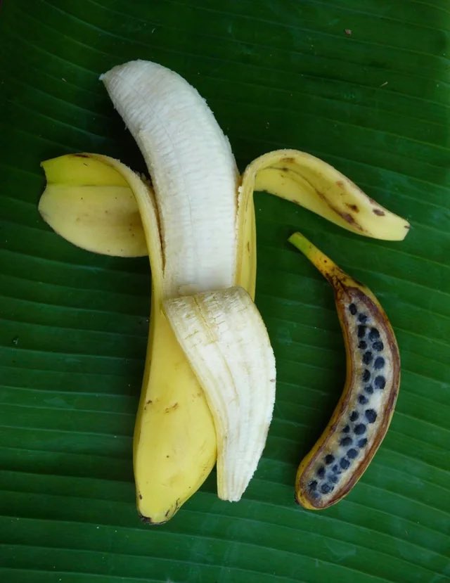 simonmaechling's tweet photo. @BarbaraOneillAU You think your bananas are natural? 
🤦‍♂️ https://t.co/N3icMEdyda