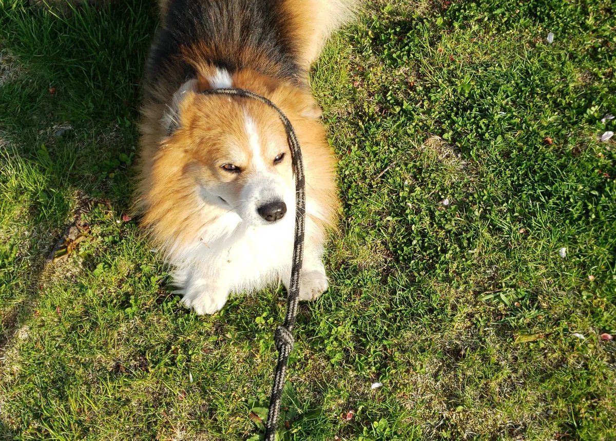 104ssk's tweet photo. 今でも父といっしょに、サスケの首輪を持って散歩コースを歩くことがある
「ここで必ず最初のおしっこをする」とか「ここの植木に首をつっこむ」とか「ここらへんでスズメが寄ってくる」とか「ここのじいさんはサスケを可愛がってくれていた」とか
人も町もサスケを覚えていて https://t.co/do1WOYkdg6