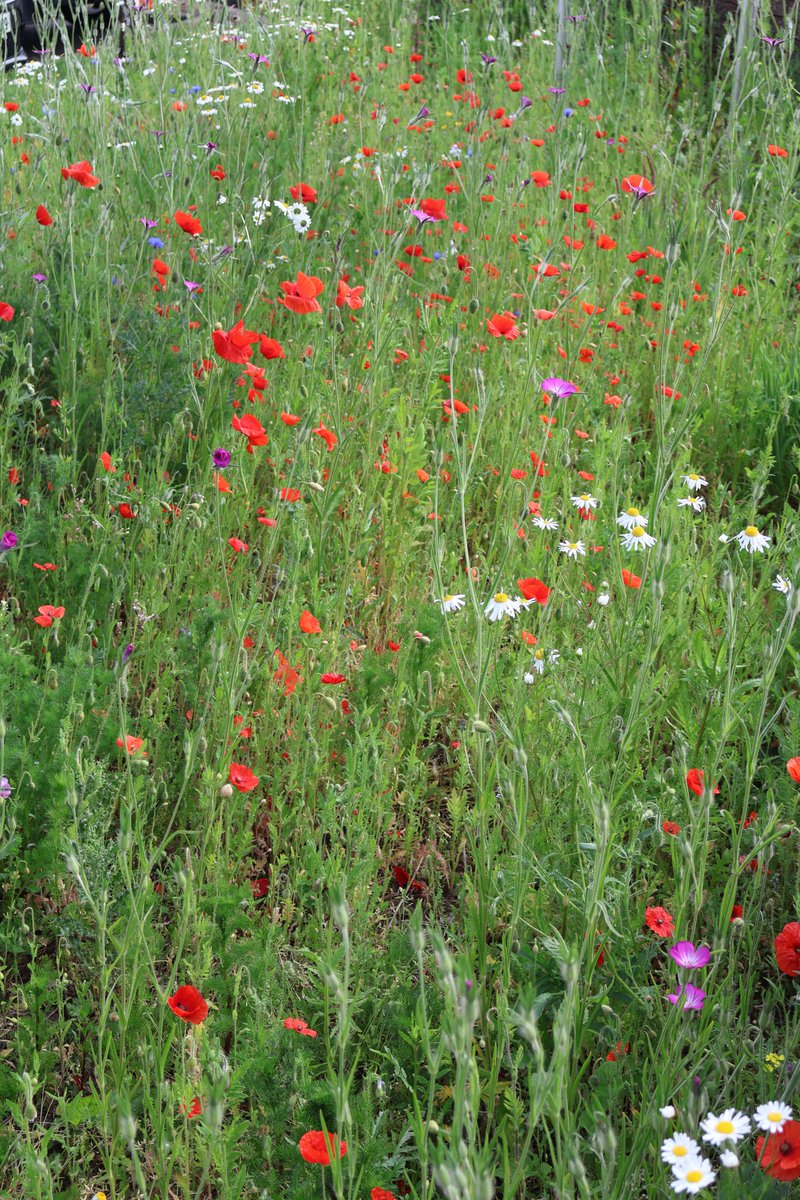 TTNewbridge's tweet photo. The wildflower area in @dunnesstores  #Newbridge is blooming very well this week, a good number of #bumblebees spotted https://t.co/KlE5Ioc81W