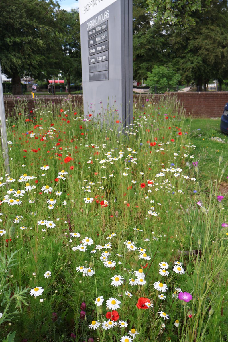 TTNewbridge's tweet photo. The wildflower area in @dunnesstores  #Newbridge is blooming very well this week, a good number of #bumblebees spotted https://t.co/KlE5Ioc81W