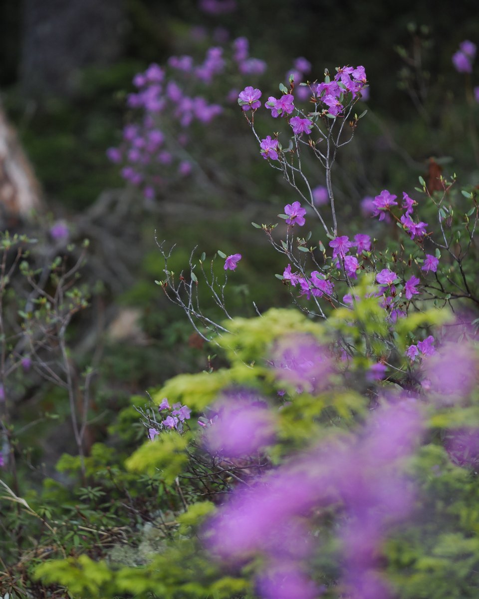 Millet_jp's tweet photo. #北海道 の山々に春がやって来た🌸

#大雪山 の山裾では #エゾムラサキツツジ が咲き始め、美しいピンクに染まる森へ #エゾナキウサギ を探しに。厳しい冬を乗り越え、新緑をモグモグと食べる姿が愛らしいです🐀

📷 by 動物写真家 #佐藤圭 さん（@slashslashphoto）
#MILLET #ミレーマウンテン https://t.co/WN2naLhxkI