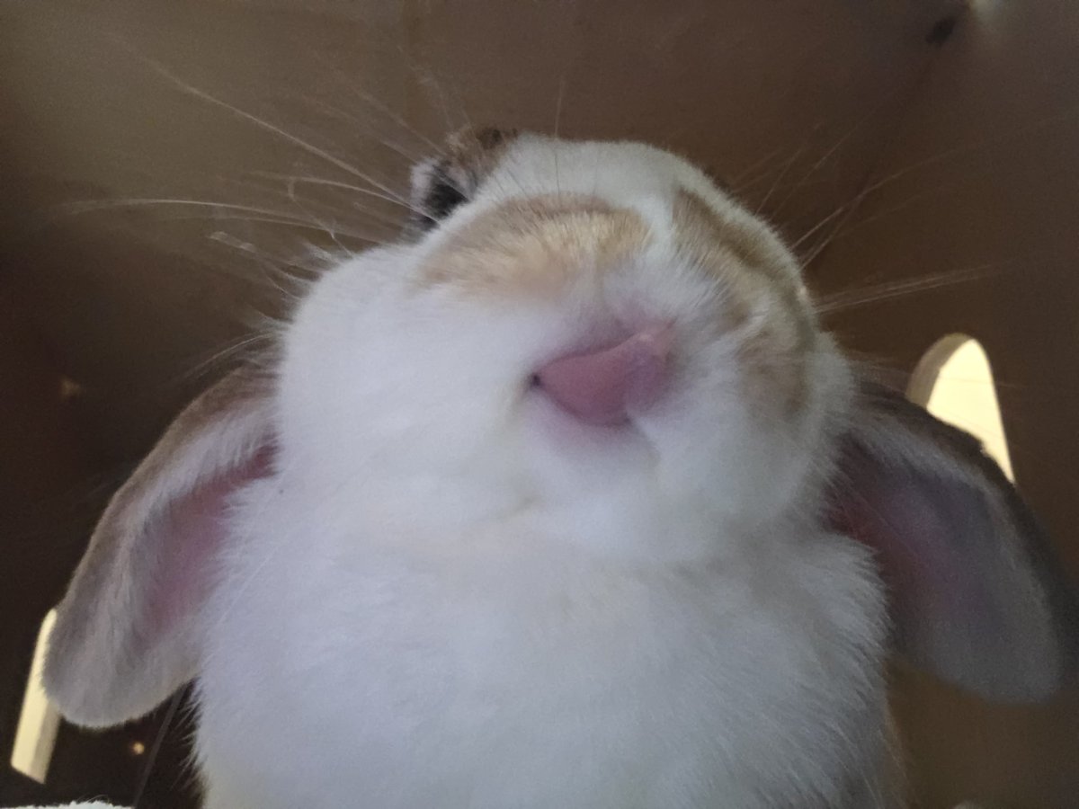 bree_mck's tweet photo. RARE PANCAKE TONGUE SIGHTING RETWEET FOR 7 YEARS GOOD LUCK https://t.co/ns1snPLUx2
