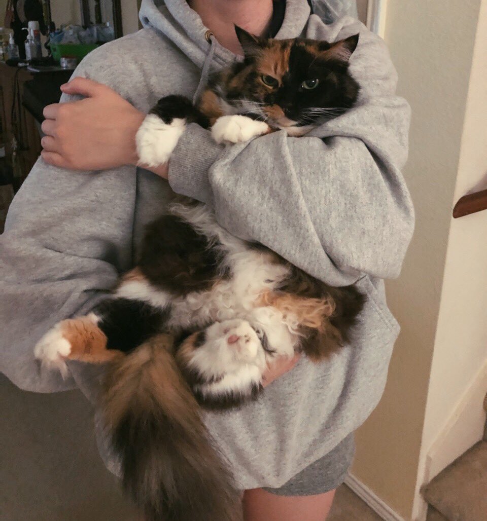brokenandbitten's tweet photo. My mom and sister had to put down my childhood cat last night and it was the hardest thing i’ve had to watch across a FaceTime because I couldn’t be there for it physically. Her name was Cali, cali for calico or california.

I can’t believe you’re gone my lil fur ball ;-; https://t.co/YqNb8pkYC9