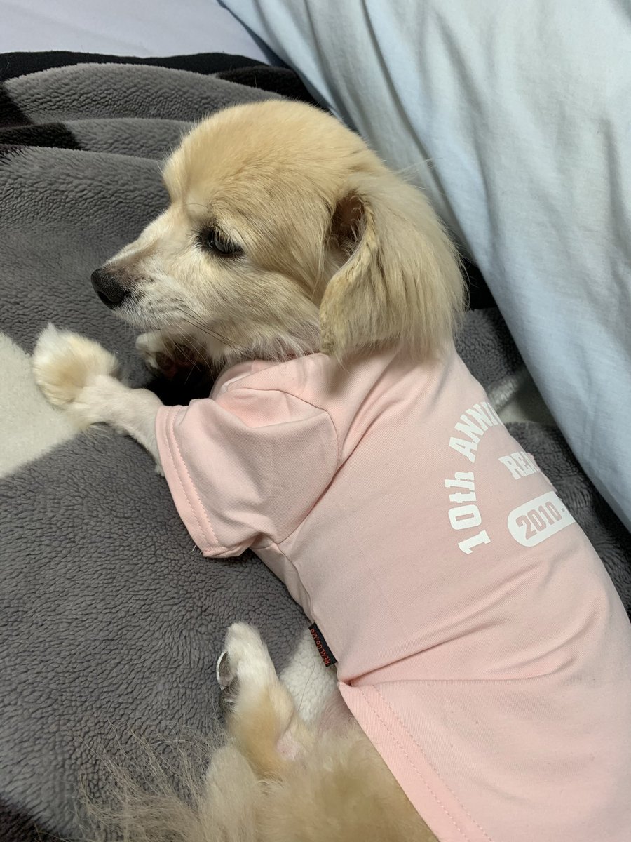 righttaka's tweet photo. ちーちゃんが亡くなって半年
1ヶ月は涙が止まらず😭
3ヶ月後は他の子飼おうかなーとか言い出した。
だが6か月経って、スマホに入っている写真みてまた悲しんでる😅

ペットを受け入れてるお寺さんが合祀してくれることになっているが、実はまだ納骨してない。
もう土に返してあげなきゃね。
朝勉開始 https://t.co/E03O0QAxd4