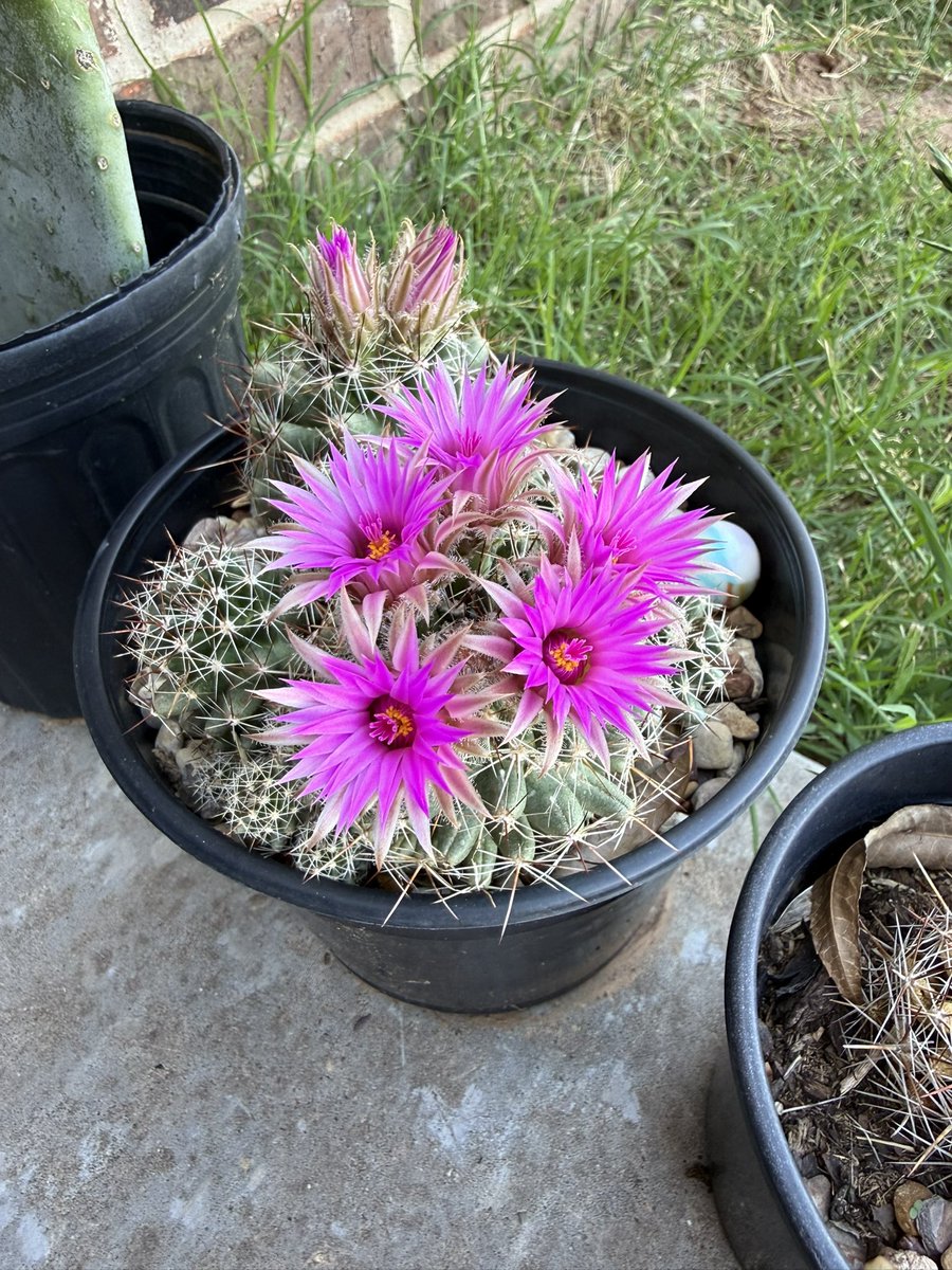 Puffers_Chronic's tweet photo. She gave me 5 today 🌸🤞🏽 https://t.co/RUEq1YDrmd