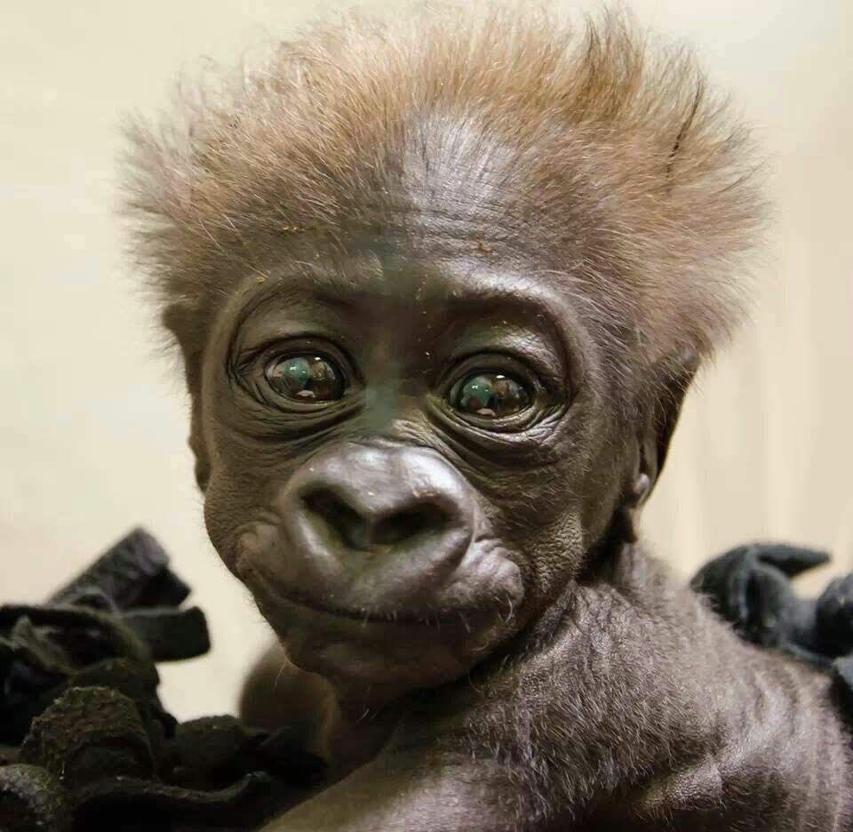 Gorilla 🦍 tweet media