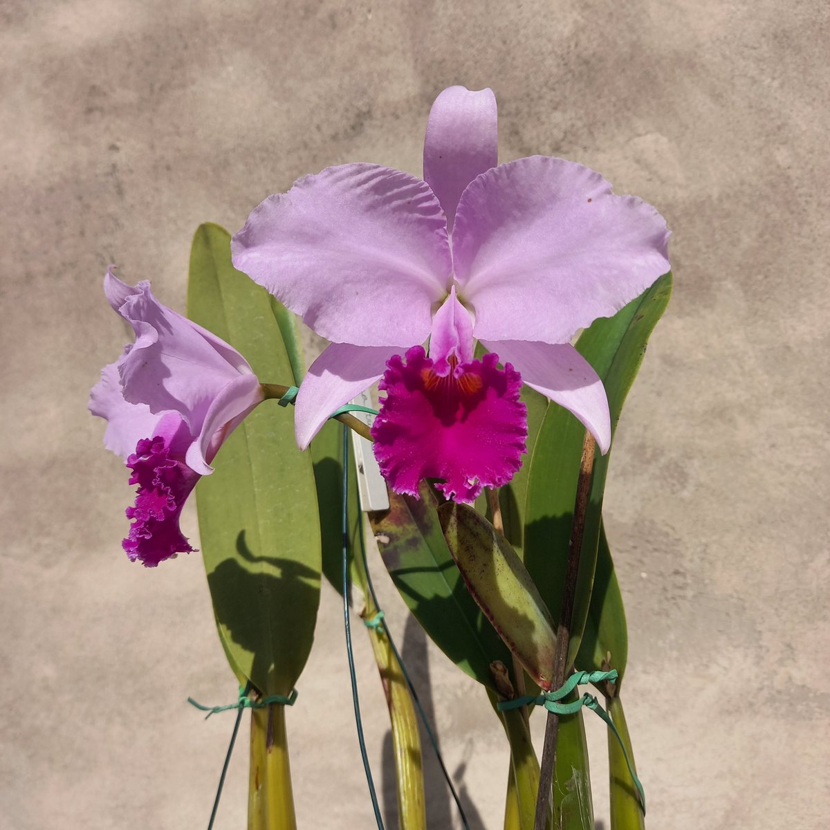 erickalbuqueoff's tweet photo. Cattleya trianae tipo, 2° floração. 😮😍🥰
Essa veio com tudo, quem diria.  #orchids https://t.co/uQxOEL7J9U