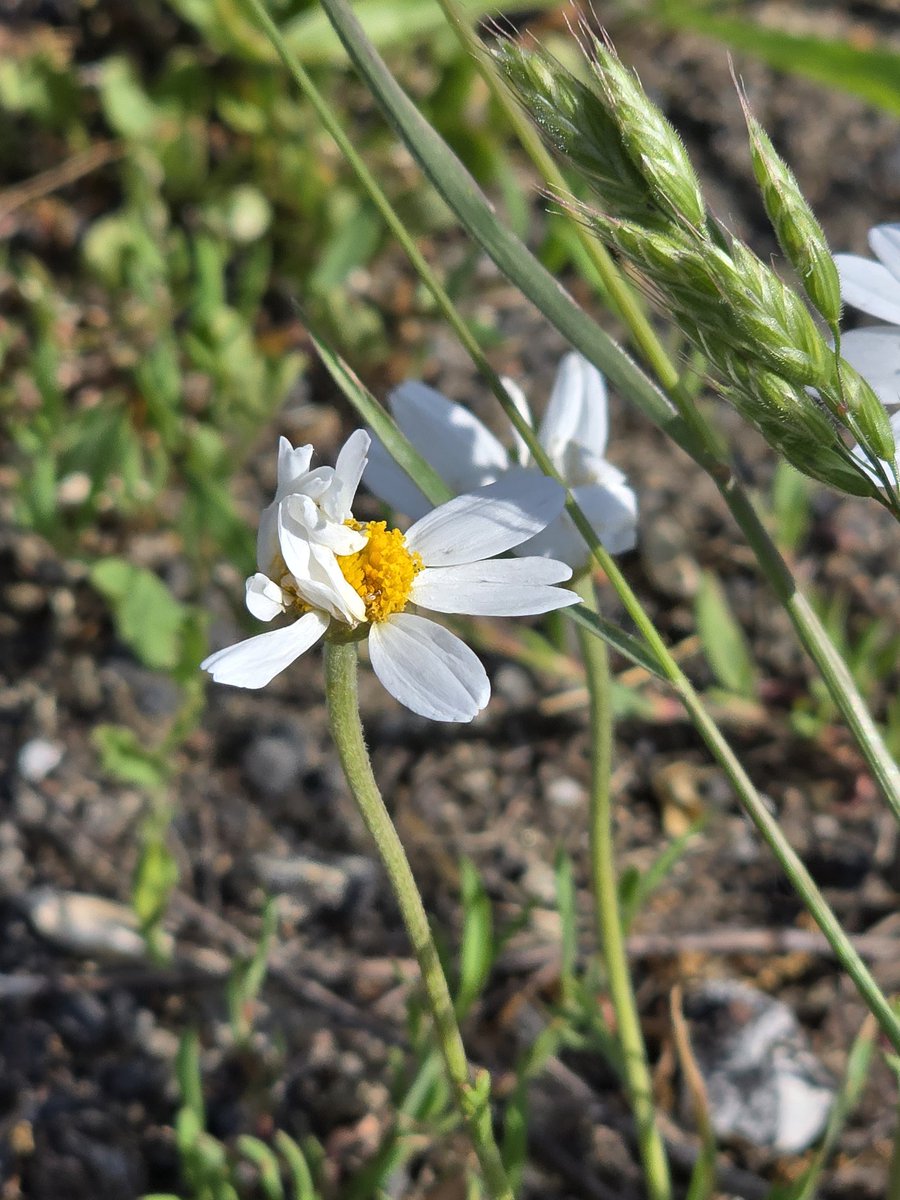 jaytefano's tweet photo. Shy flower https://t.co/aaVvu4LcxO