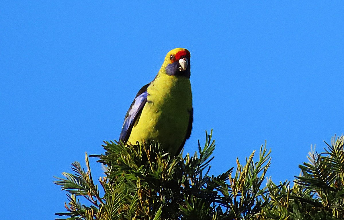 DivineDropbear's tweet photo. Green Rosellas everywhere at Coles Bay, Tasmania 😁
@fred_od_photo #birds #birdwatching #birding #birdphotography #australianbirds #Rosellas #WildOz https://t.co/FIj2jkLTYT