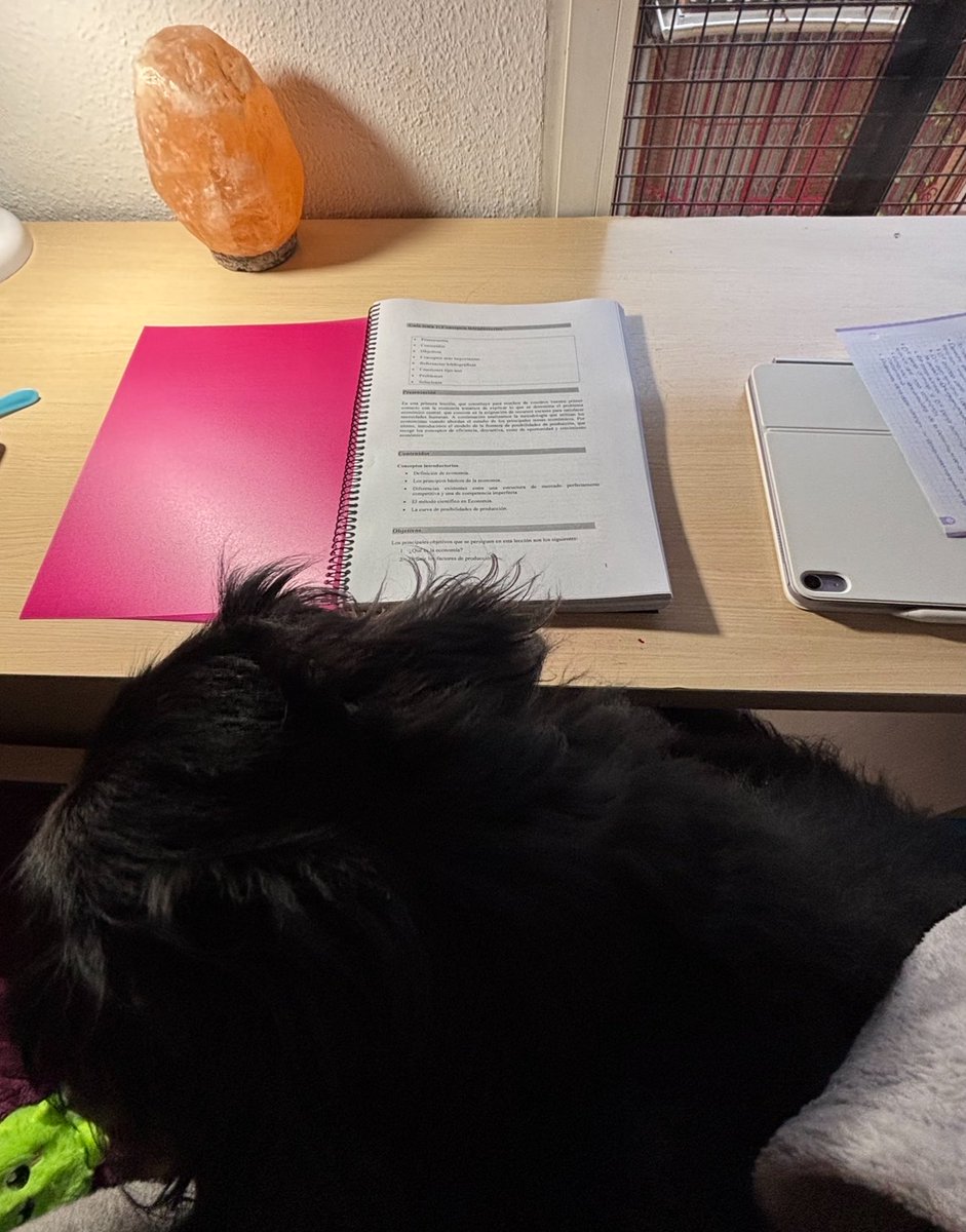 carmiaau's tweet photo. Mi compañero de estudio 🐾 #studytwt https://t.co/ZER7d29S4b