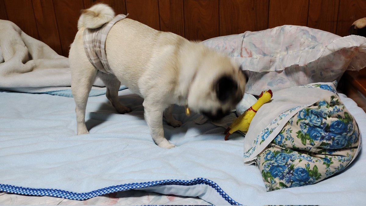 Isa7197's tweet photo. おはようございます。
#pug #パグ https://t.co/RwX5cgTngq
