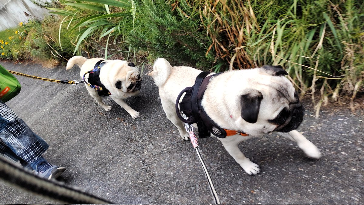Isa7197's tweet photo. おはようございます。
#pug #パグ https://t.co/RwX5cgTngq
