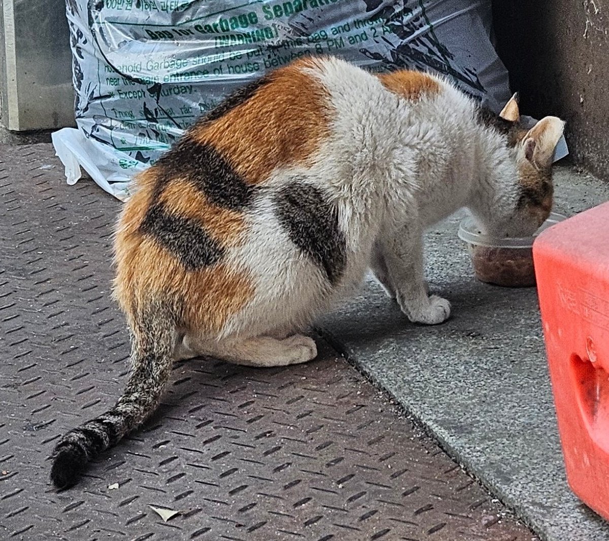 maelae8's tweet photo. 삼색이🐾 https://t.co/qLbj8TLybo