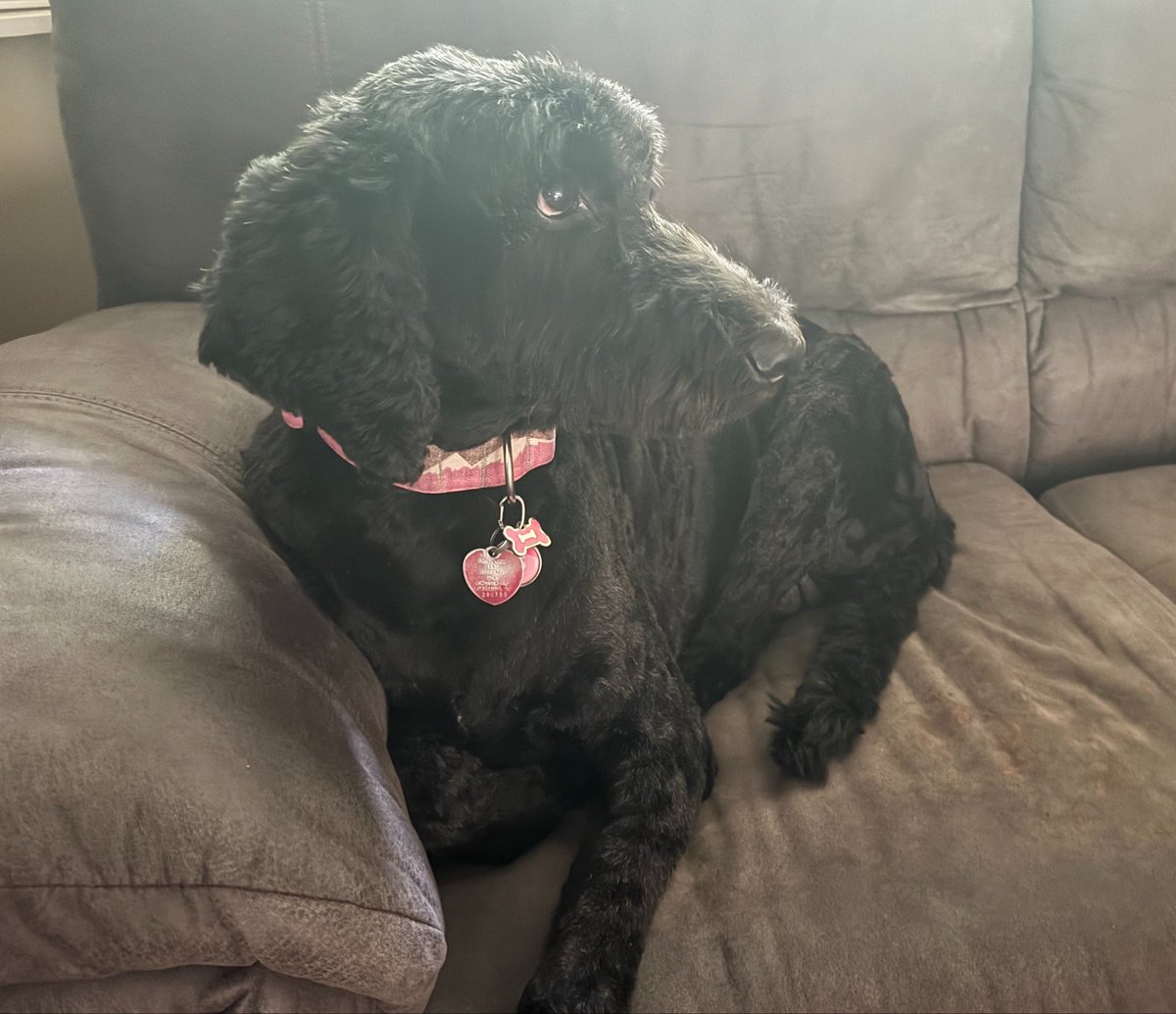 MarkNagi's tweet photo. Best dog in the world got her summer haircut this morning… #FreeBailey https://t.co/f8SKgTdbr2