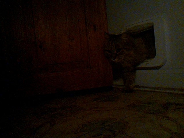 boosimba's tweet photo. Good evening Boo, aka Fluff Bag!

Catmonic (using LandingLens ConvNext-[29M]) says the likelihood of Boo is 97.4%

Auto-tweet from catmon2: 2026-05-30_223652.jpg https://t.co/Ws6Q840IY9