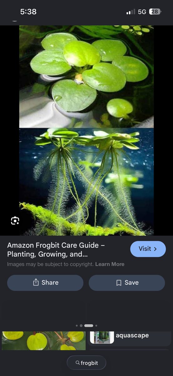Bubbles_100's tweet photo. recently rescaped my tank and i want to add some floating plants. which one should i get? https://t.co/OtZOQgl44a