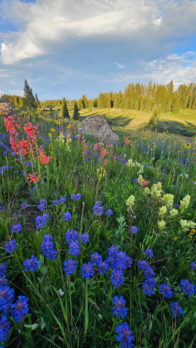 VisitGJ's tweet photo. Wildflower season is getting close and we can't wait for the vibrant colors to pop across grand Junction. Summer time is the best time! 🪻🌼🌞 #sharegj #colorado150 #america250 P: Ray Mathis https://t.co/YmkKQxKEBn