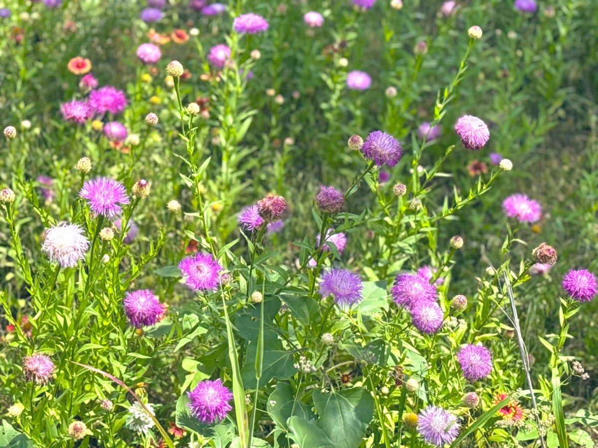 birdbud88's tweet photo. ☀️☕️Twitters - Warm Spring-Summer heat Texan wildflowers blooms😃 #NaturePhotography #TwitterNatureCommunity #TwitterNaturePhotography #nature #Wildflowers #Texas https://t.co/b74UkI2vc8