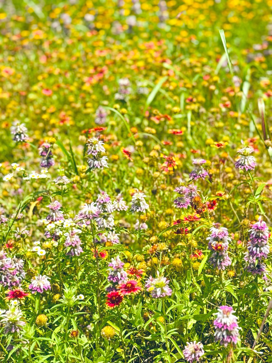 birdbud88's tweet photo. ☀️☕️Twitters - Warm Spring-Summer heat Texan wildflowers blooms😃 #NaturePhotography #TwitterNatureCommunity #TwitterNaturePhotography #nature #Wildflowers #Texas https://t.co/b74UkI2vc8