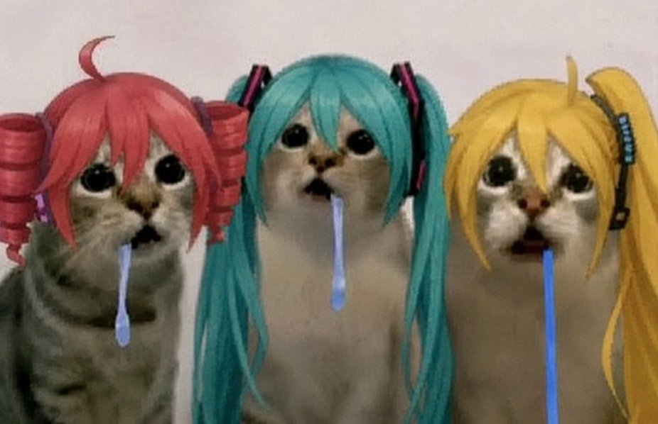 Random Cat (Sin Limit) tweet media