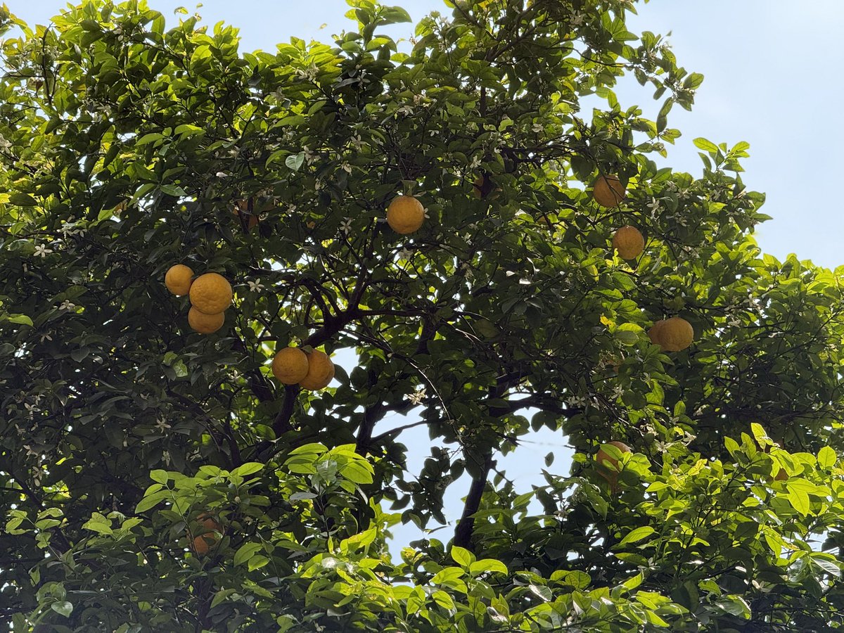 Aryan_AMH's tweet photo. Love seeing fruit trees in the street 🧡

📍Hangzhou  #杭州 https://t.co/VeOVyKBwst