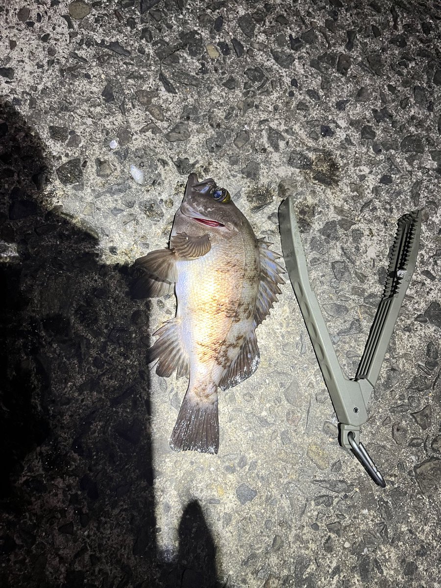 FishingJagi's tweet photo. アジングしてたら足元にタチウオ？ハモ？判別できなかったけど、デカいのがいた…
ほんで、アジはまっったく
釣れませんでした(　´∀｀) https://t.co/983GTDcMUO