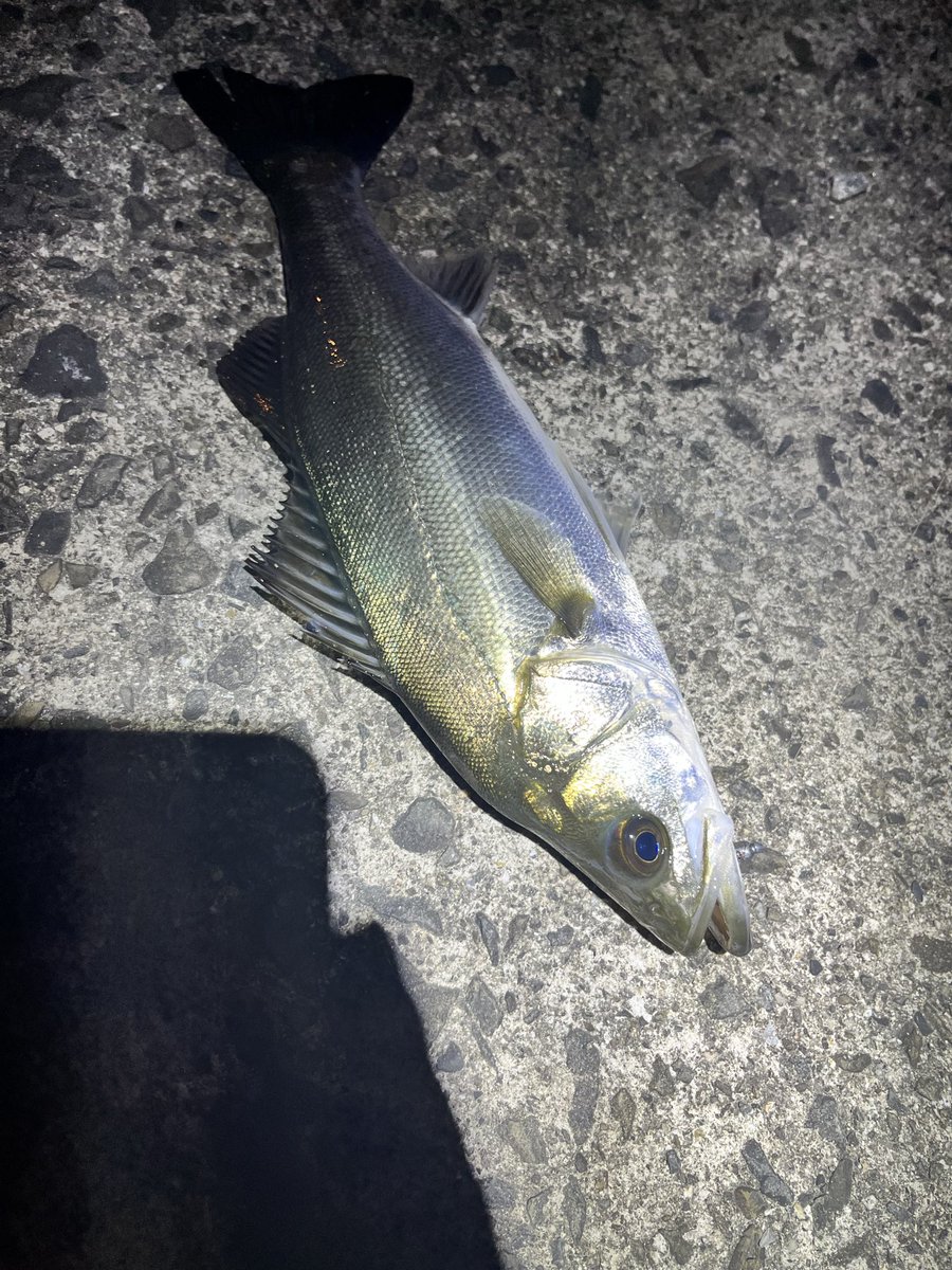 FishingJagi's tweet photo. アジングしてたら足元にタチウオ？ハモ？判別できなかったけど、デカいのがいた…
ほんで、アジはまっったく
釣れませんでした(　´∀｀) https://t.co/983GTDcMUO