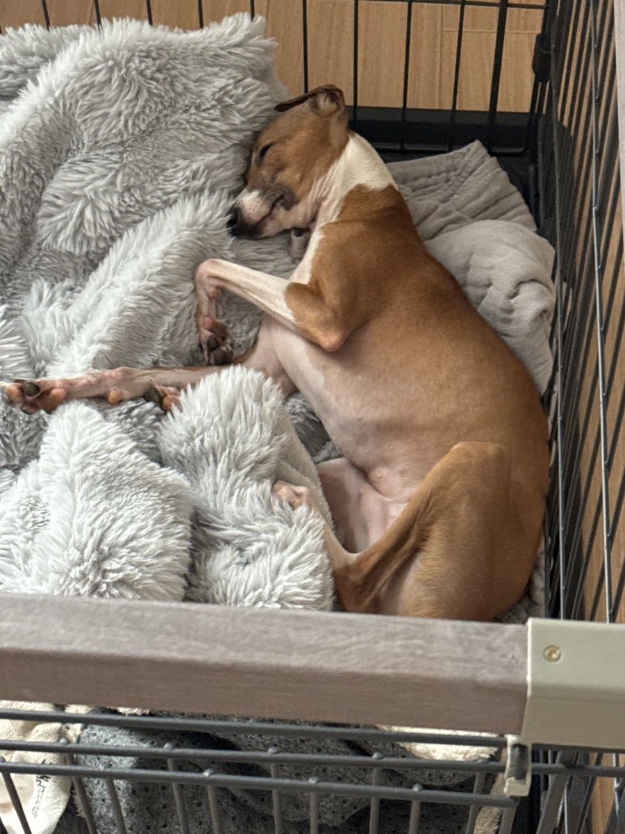 mbl3k_x's tweet photo. 【迷い犬を探しています】
散歩中ににハーネスが外れて逃げました。

さいたま市西区三橋六丁目のセイコーマートから、西大宮駅に向かうローソンまでが散歩ルートです。

イタグレ、オス2歳です。
見つけた方はご連絡ください🙇‍♀️
#緊急 #脱走 #イタグレ https://t.co/hpoecCIFvu