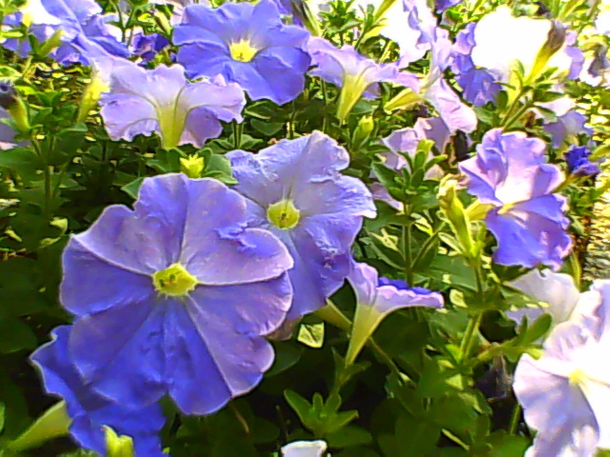 _Ro_b_Ro_y_'s tweet photo. 昨日見かけて撮影した花々の写真です。
#MiNiPiC https://t.co/zsqlYdeGcv
