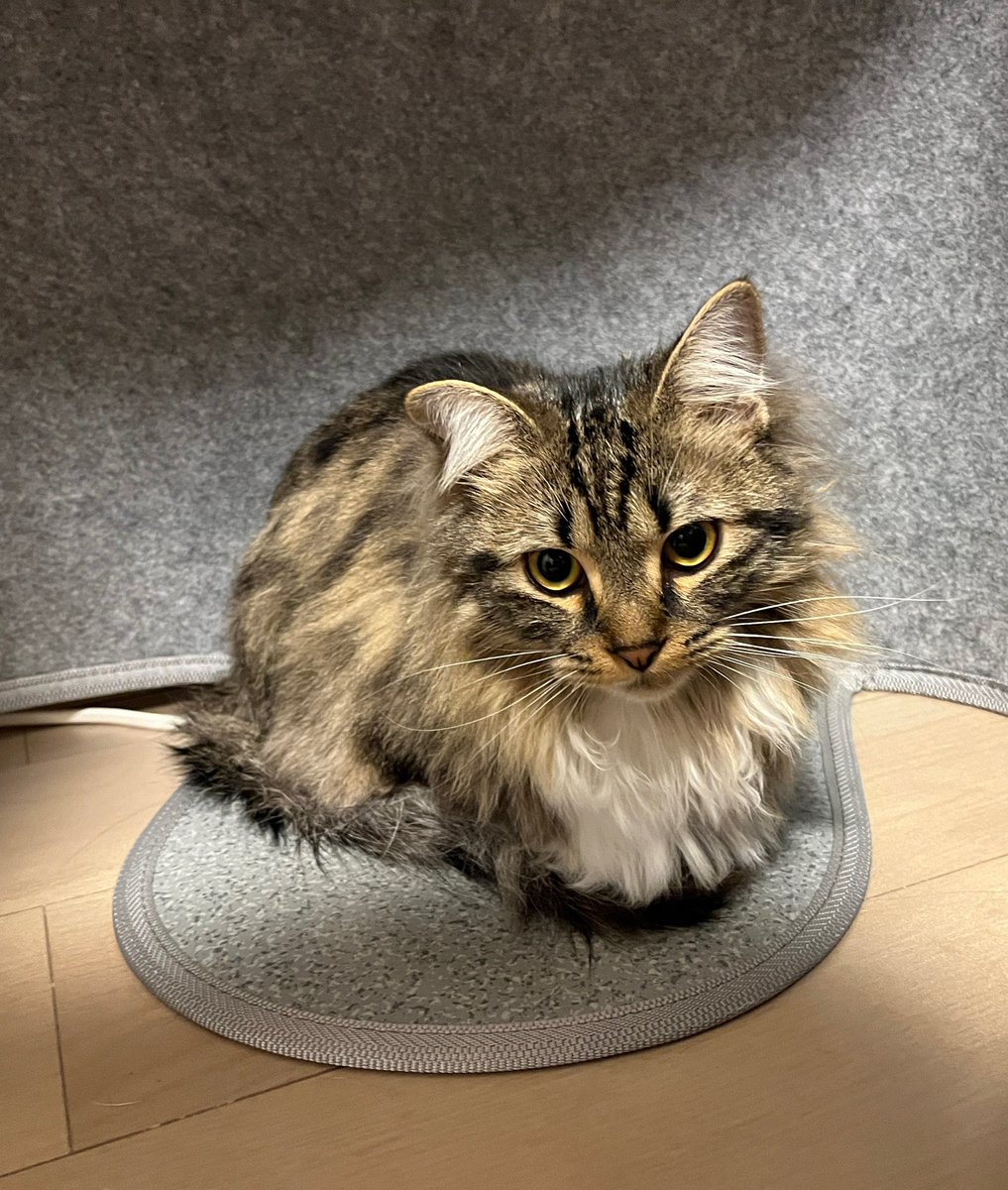 asfj_w's tweet photo. これは大好きな人間に丸洗いされて何も信じられなくなった猫大 https://t.co/gcTbujv5HC
