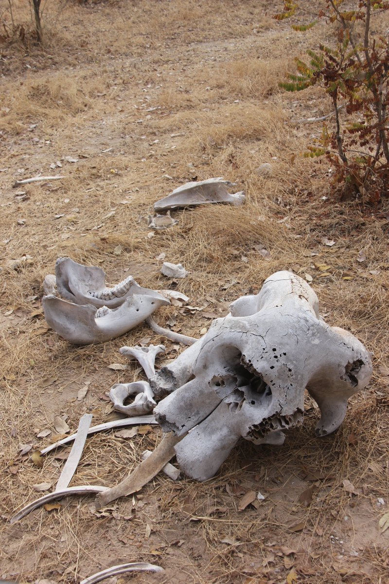 douglanzo's tweet photo. Sharing a sciku from The Sciku Project:

Grief-Stricken Memories of an Elephant Calf 

desiccated bones
by parched watering hole
caressed by the trunk
of a daughter clinging to
mother’s memories

by Douglas J. Lanzo, ©2026

#elephant #Africa #drought #climate #change #warming https://t.co/BdHlGdZfuY