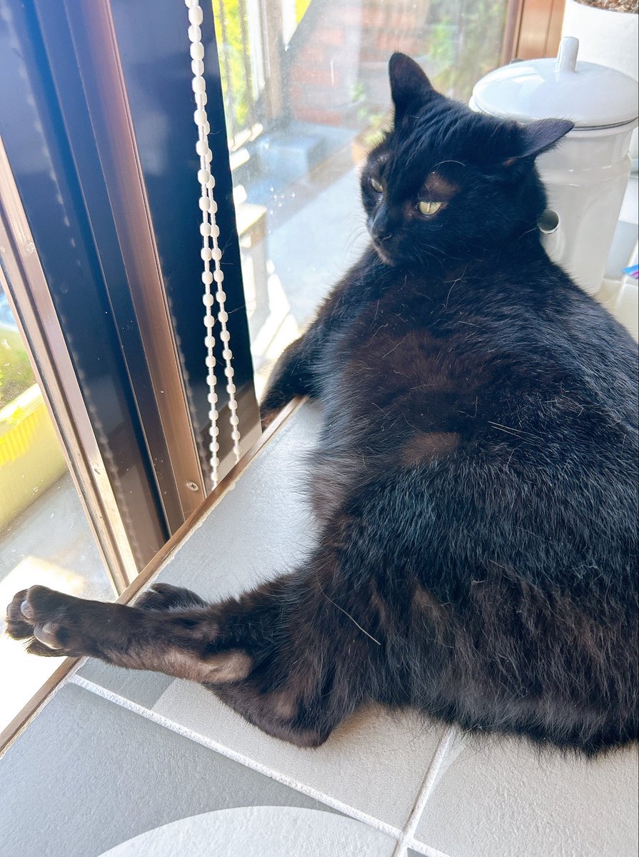 asacoco's tweet photo. また足を組んでる🐈‍⬛ https://t.co/JksXLI2MBb