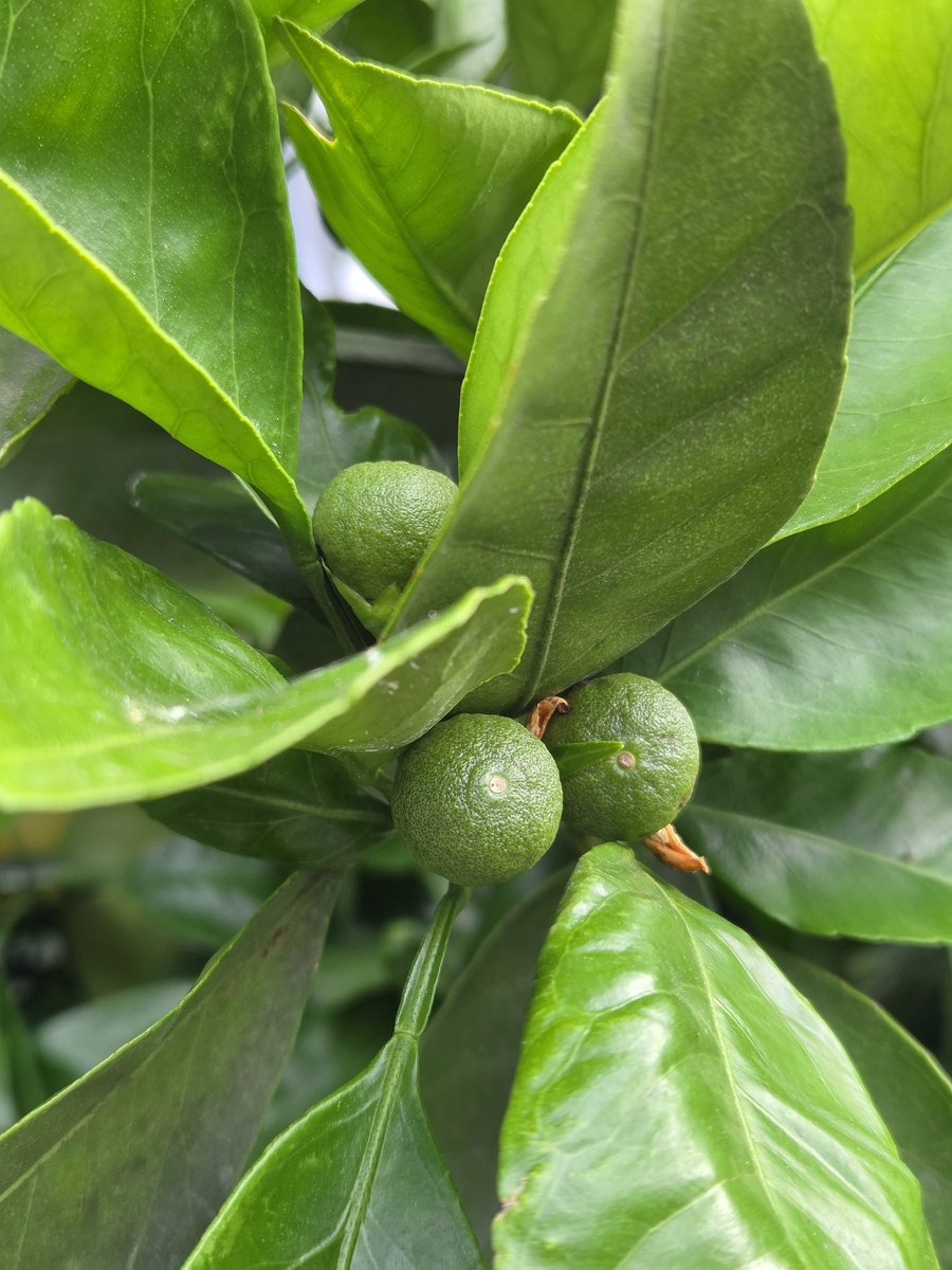 umeboshi634's tweet photo. 庭のみかんも大きくなり始めました。
花数の割には実が少なめですが、実がつきすぎても良くないみたいなので丁度よいのかも。

#庭 #みかん https://t.co/Yeq0Qe4ZAe