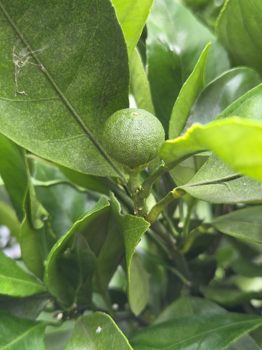 umeboshi634's tweet photo. 庭のみかんも大きくなり始めました。
花数の割には実が少なめですが、実がつきすぎても良くないみたいなので丁度よいのかも。

#庭 #みかん https://t.co/Yeq0Qe4ZAe