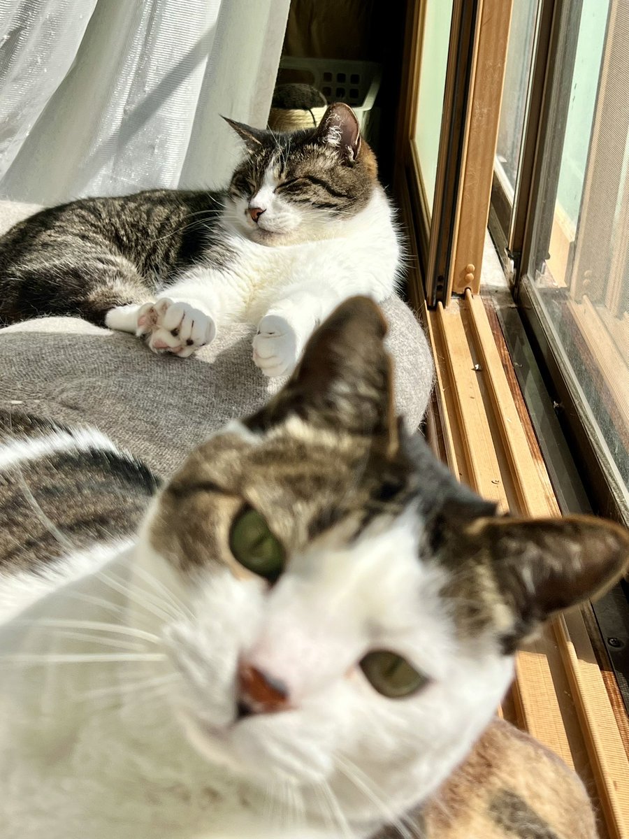 unosuke_cat's tweet photo. @beer_gyoza うふっ
「サンデー毎日」のあたしと同じだぁ！パピルスくん。
　
『だらごろ倶楽部』会長ですね。パピルスくん。カッコいいです。
　
わが家の「福助(奥)」と辰五郎(手前)」も会員にしてやってください。 https://t.co/EAev21MjdH