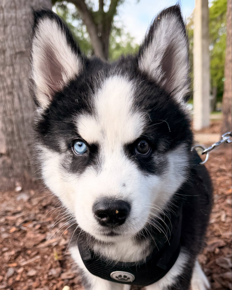thedogist's tweet photo. Togo, Siberian Husky (3 m/o), Goodings Plaza, Orlando, FL • “His dad’s still in Colombia.” https://t.co/EGQ3dDpuPK