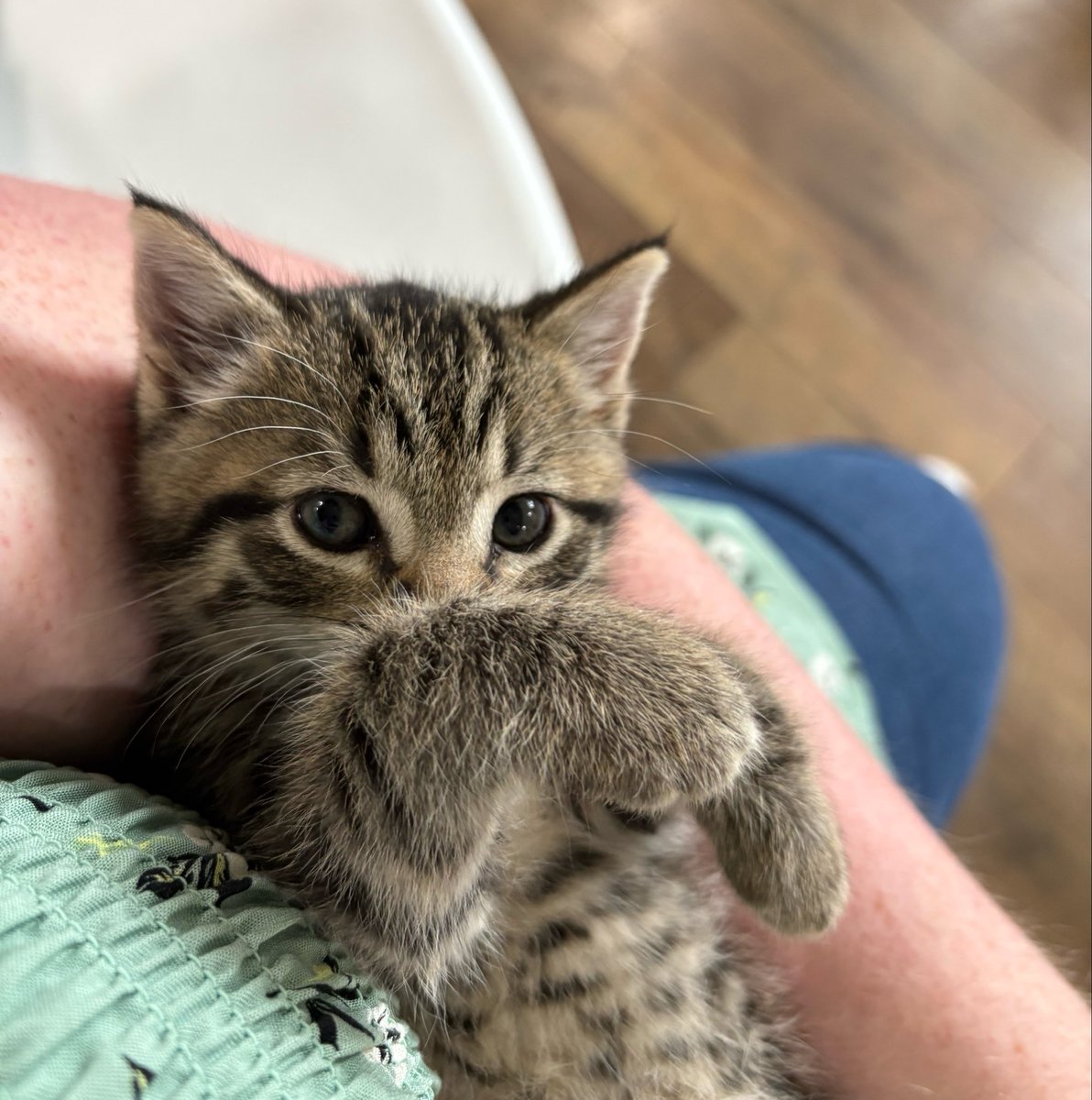 han_embry's tweet photo. I really am not much of a cat person, but this angel stole my heart today and I absolutely took the serotonin boost she was offering. https://t.co/T3SPdVfMkB