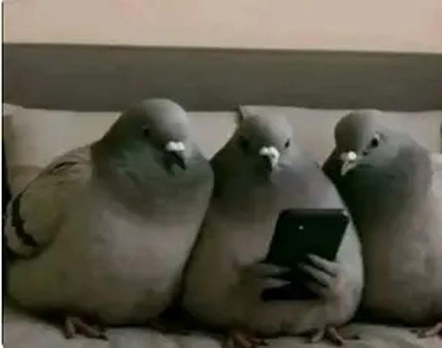 ˚₊‧꒰ა ₐₗₑ ໒꒱ ‧₊˚ tweet media
