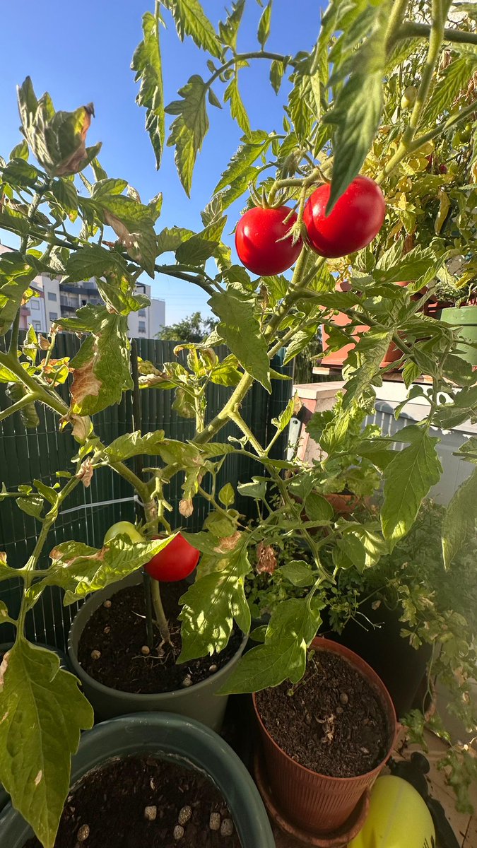 Netdentista's tweet photo. Tomate a mais de 3€ o quilo, vou por grade pros vizinhos não roubarem https://t.co/y8hPRIhrmv